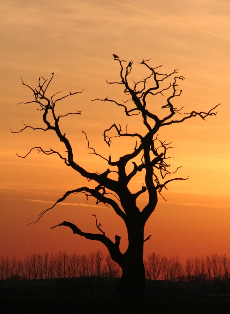 Toter Baum im Sonnenuntergang