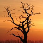 Toter Baum im Sonnenuntergang