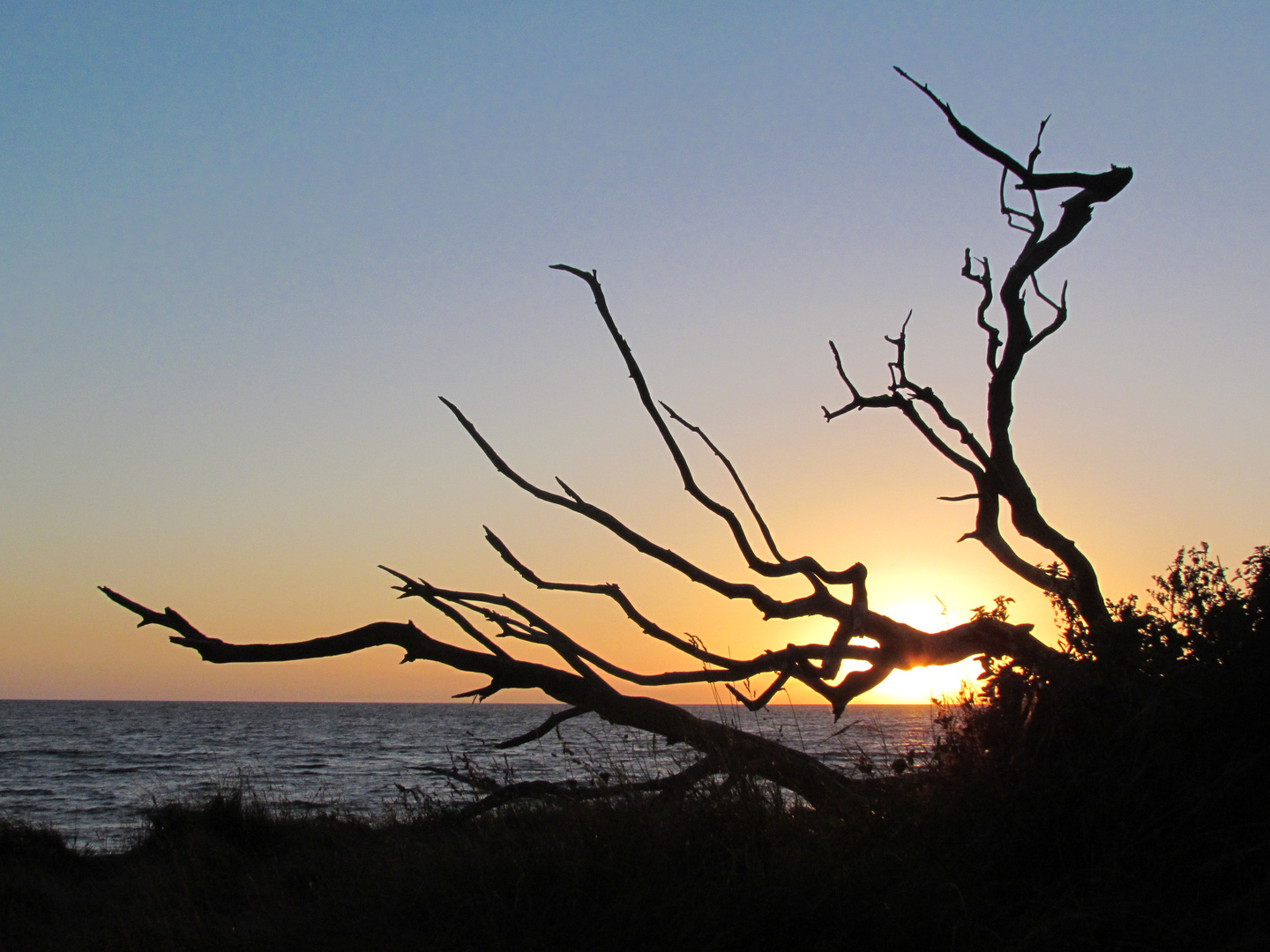 Toter Baum im Sonnenuntergang