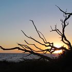 Toter Baum im Sonnenuntergang