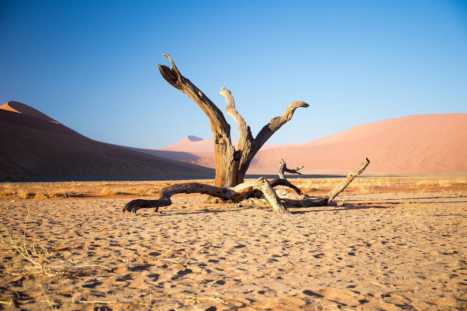 Toter Baum im Sossusvlei, Namibia