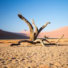 Toter Baum im Sossusvlei, Namibia