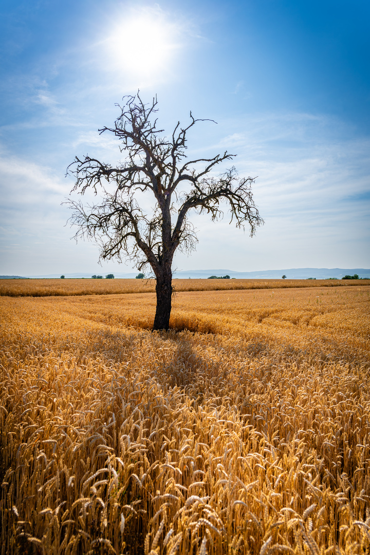 toter Baum im Weizenfeld 21