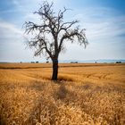 toter Baum im Weizenfeld 21