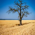 toter Baum im Weizenfeld 25