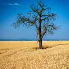 toter Baum im Weizenfeld 76