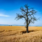 toter Baum im Weizenfeld 93