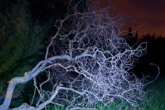 Toter Baum in der Nacht