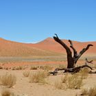 Toter Baum in der Namib