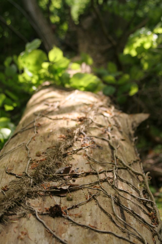 toter Baum - lebendig