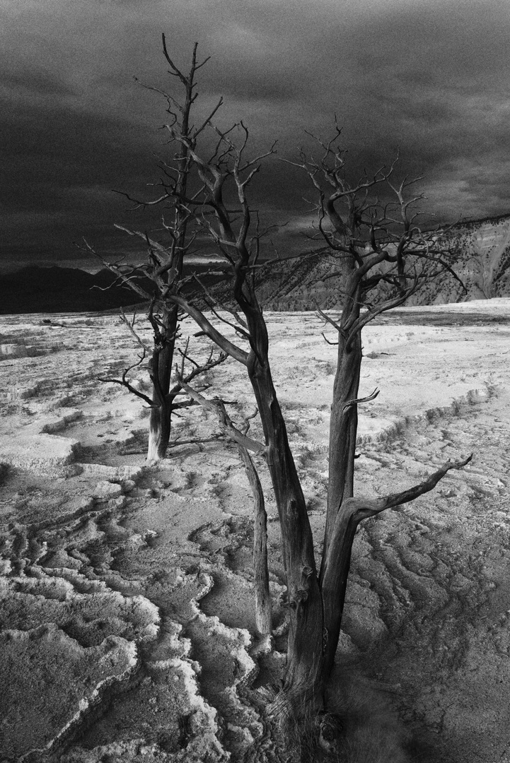 Toter Baum - Mammoth Springs