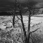 Toter Baum - Mammoth Springs