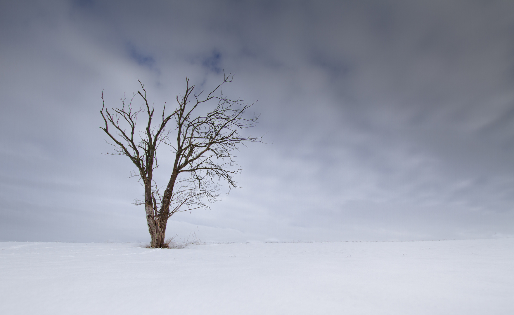 Toter Baum minimalistisch fotografiert 