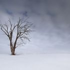 Toter Baum minimalistisch fotografiert 