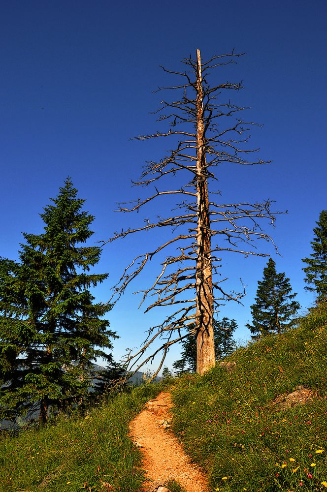 Toter Baum - mitten im Blühenden Leben!