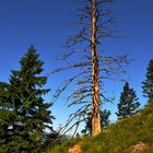 Toter Baum - mitten im Blühenden Leben!