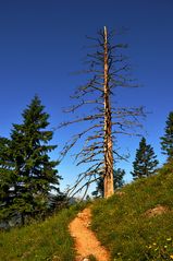 Toter Baum - mitten im Blühenden Leben!