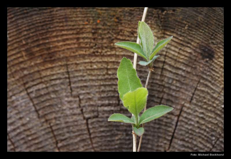 Toter Baum - neues Leben