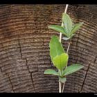 Toter Baum - neues Leben