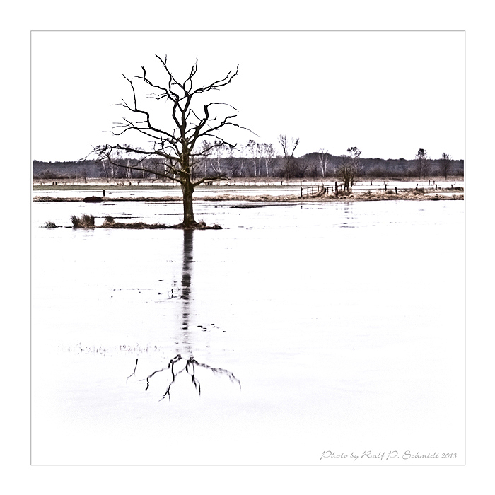 Toter Baum ohne Vogel