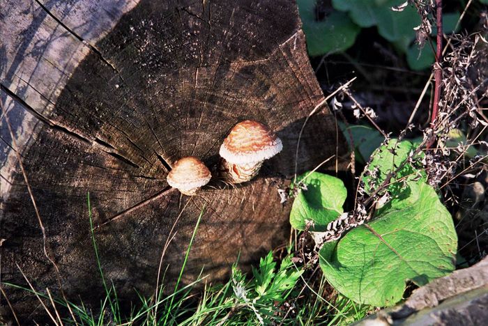 toter Baum und neues Leben