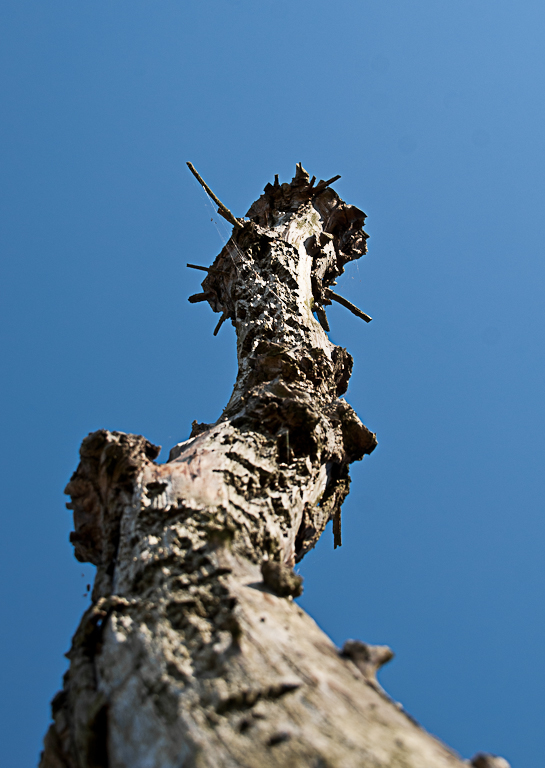 toter Baum von unten