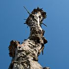 toter Baum von unten