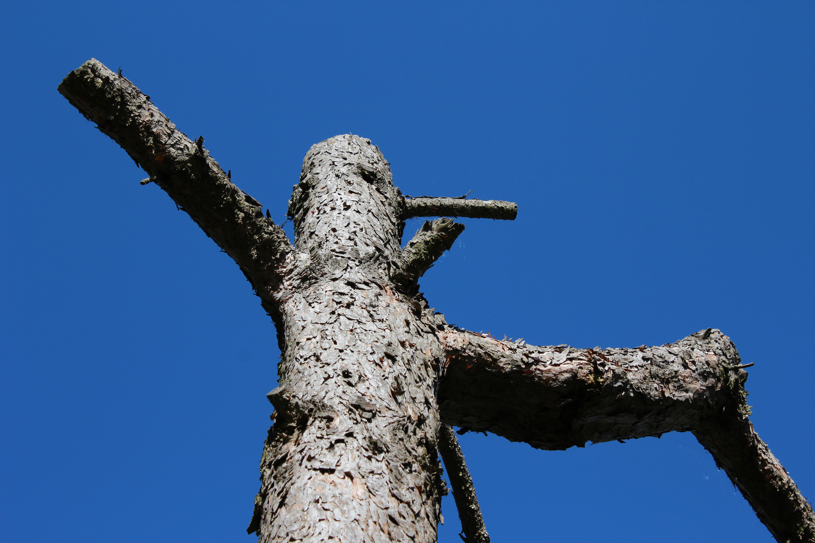 toter Baum vor blauem Himmel