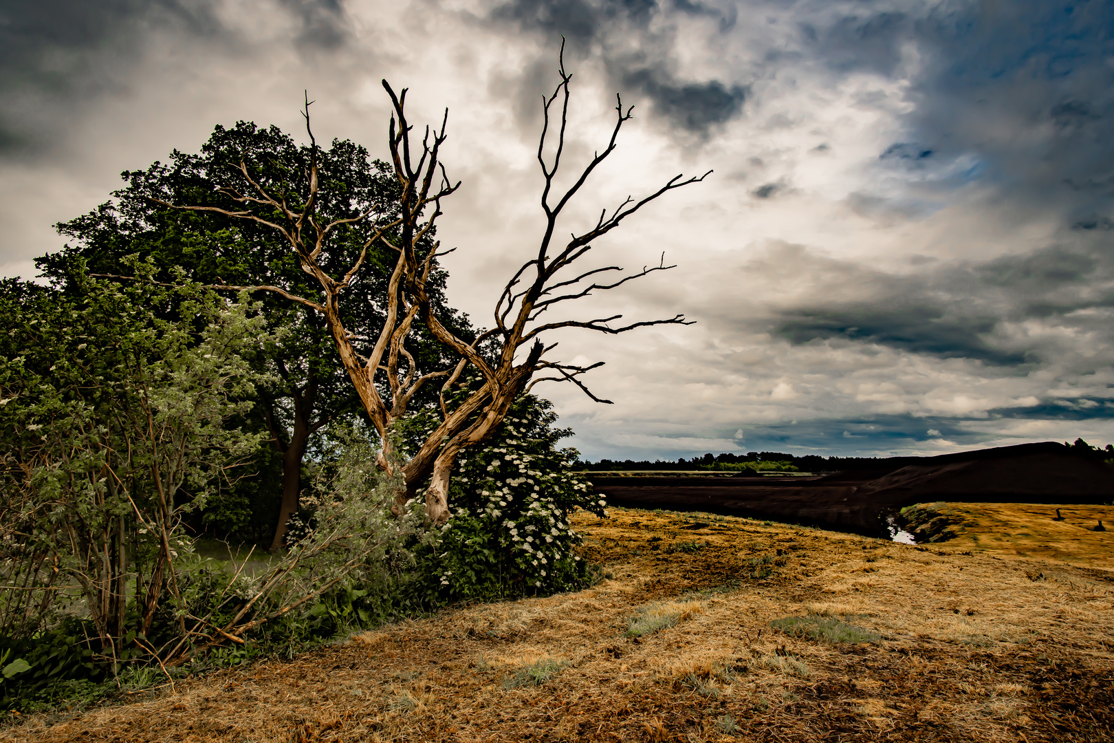 Toter Baum vor Moorlandschaft