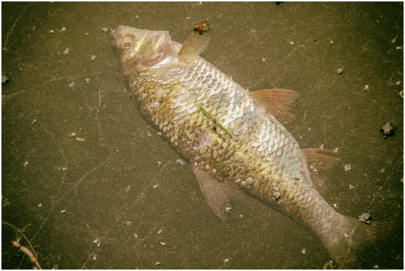 Toter Fisch Foto & Bild | art, world, licht Bilder auf fotocommunity