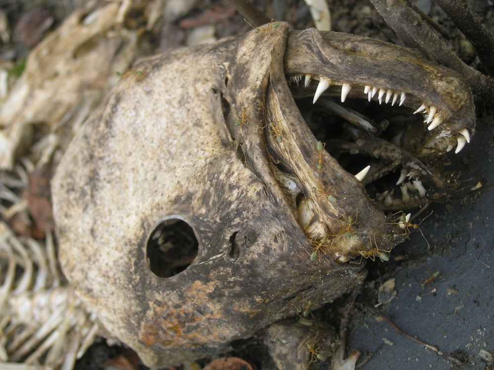 toter-fisch-a5221a21-9723-4f50-ae9f-3c506333692d.jpg