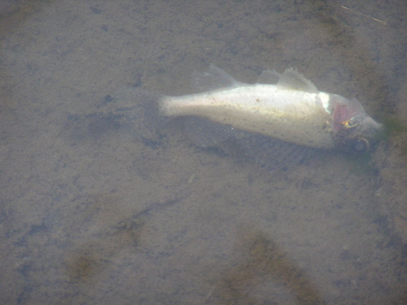 Toter Fisch im Wasser