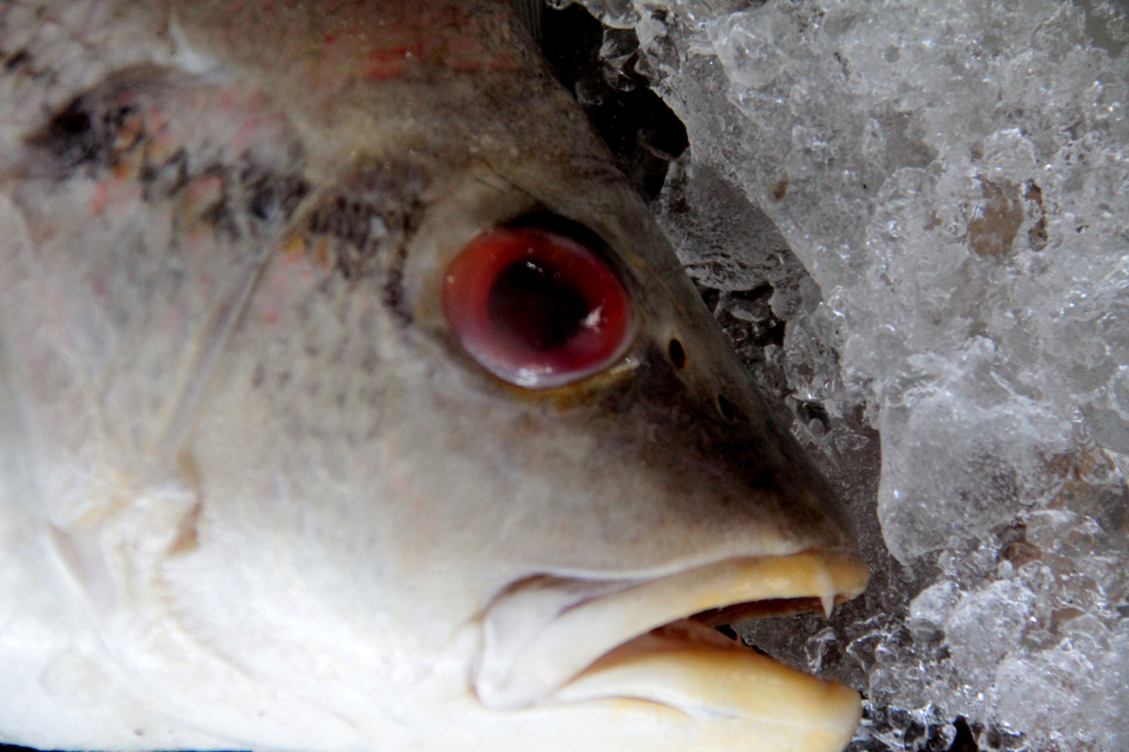 toter Fisch, in Erwartung seines Verkaufs und Verzehrs