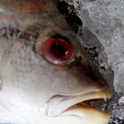 toter Fisch, in Erwartung seines Verkaufs und Verzehrs