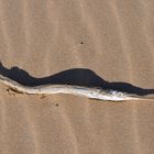 Toter Fisch Portugal