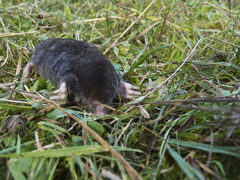 toter Maulwurf (Talpa europaea) Nr.2