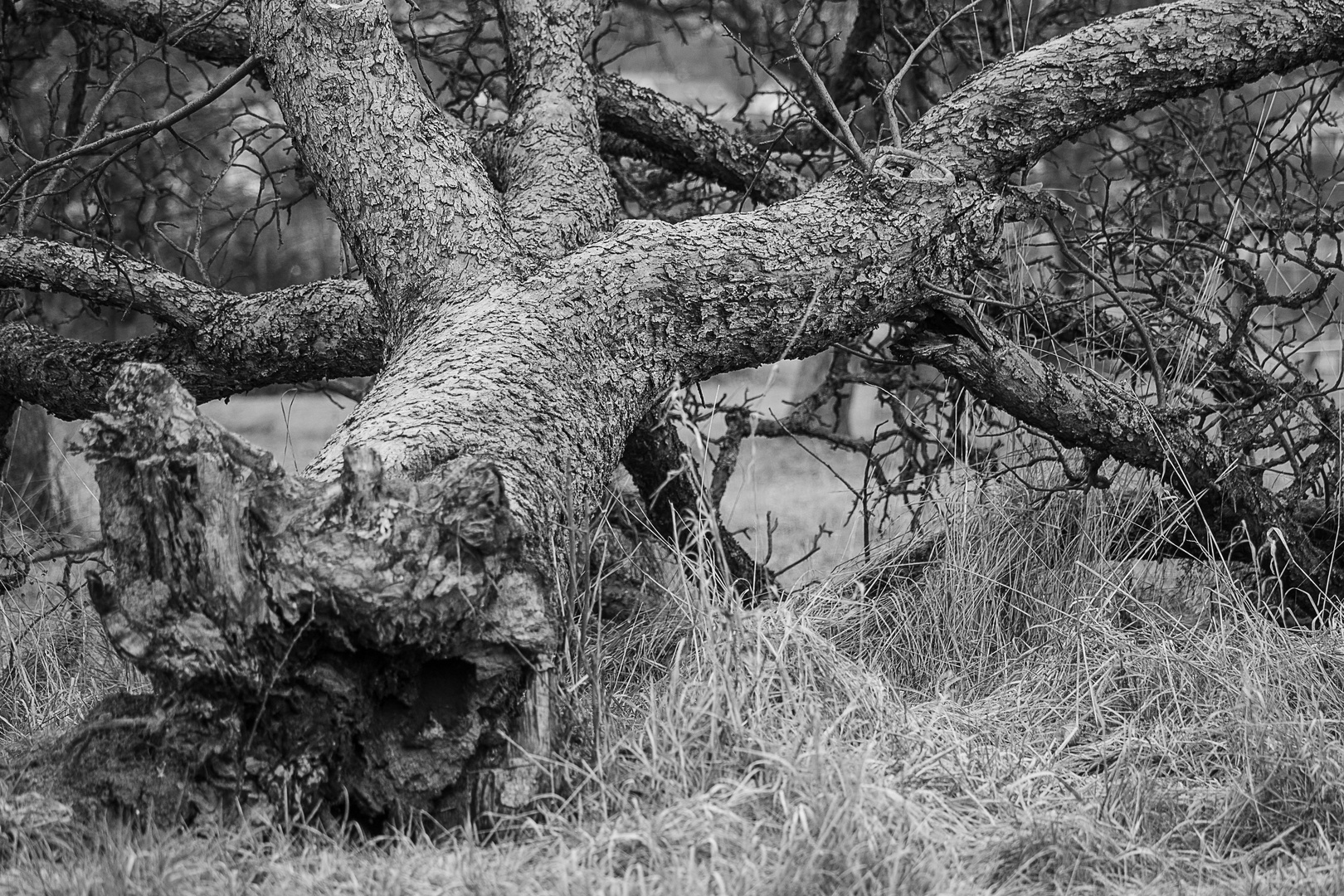 toter Obstbaum