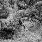 toter Obstbaum