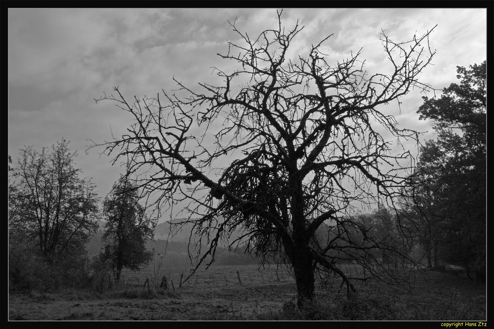 toter Obstbaum BW