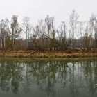 "Toter Rheinarm" Schweiz, Altenrhein