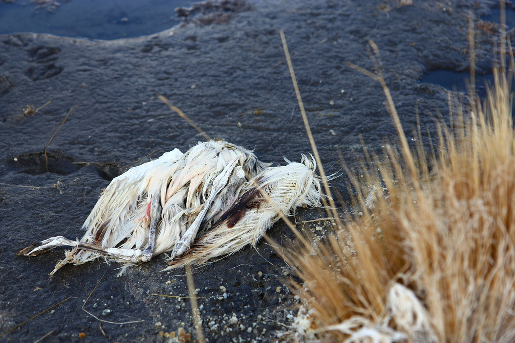 toter Vogel bei Mineralsee