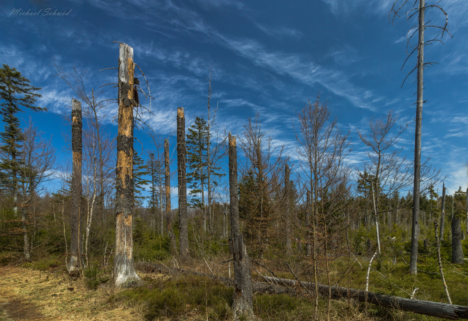 toter Wald