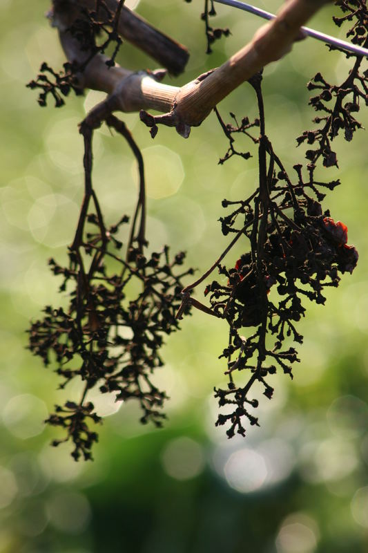 Toter Wein im Winter (Gau-Algesheim)