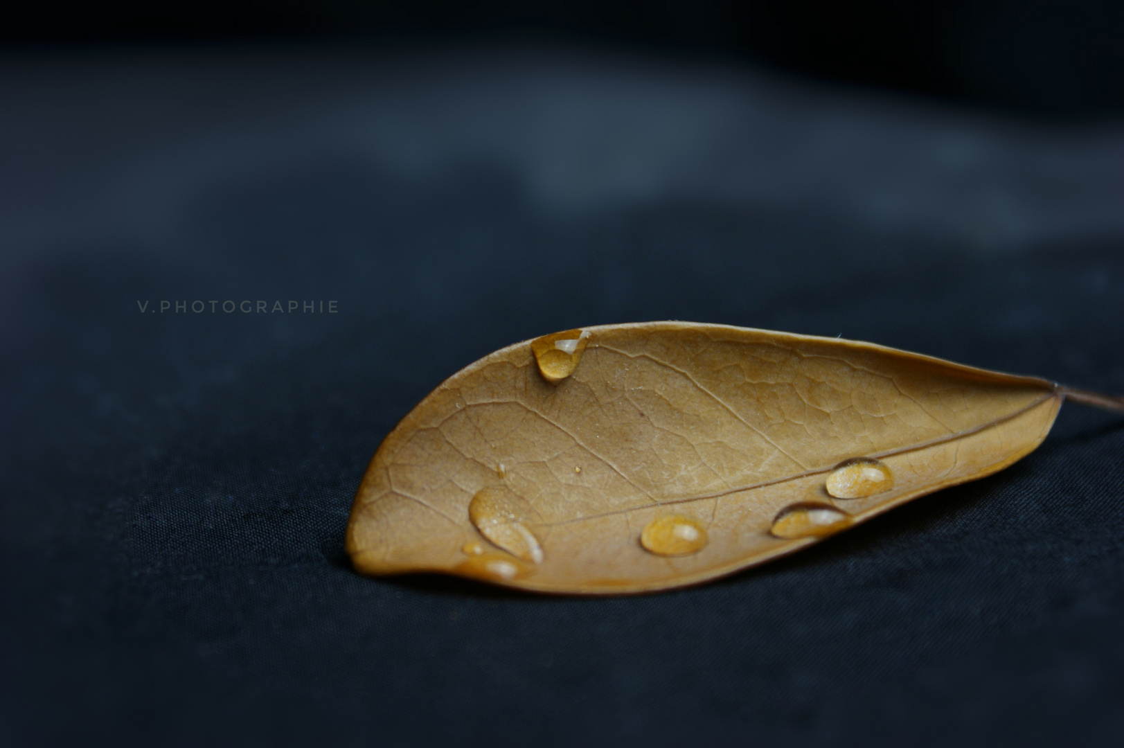 Totes Blatt Foto & Bild stillleben, arrangierte szenen, natur Bilder