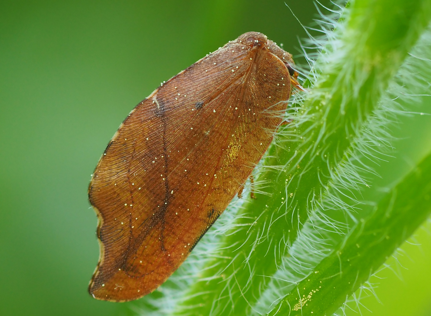 Totes Blatt (Braune Florfliege) - das ist ein Tier!