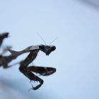 Totes Blatt Mantis
