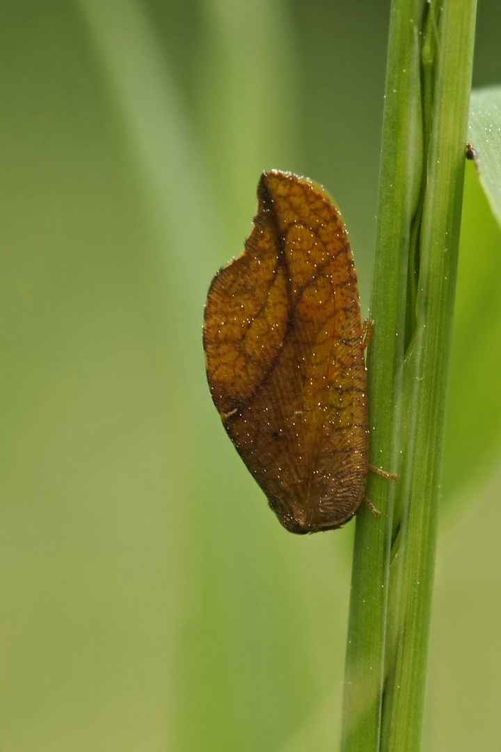 Totes Blatt oder auch Blattlauslöwe (Drepanopteryx phalaenoides)