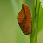 Totes Blatt oder auch Blattlauslöwe (Drepanopteryx phalaenoides)