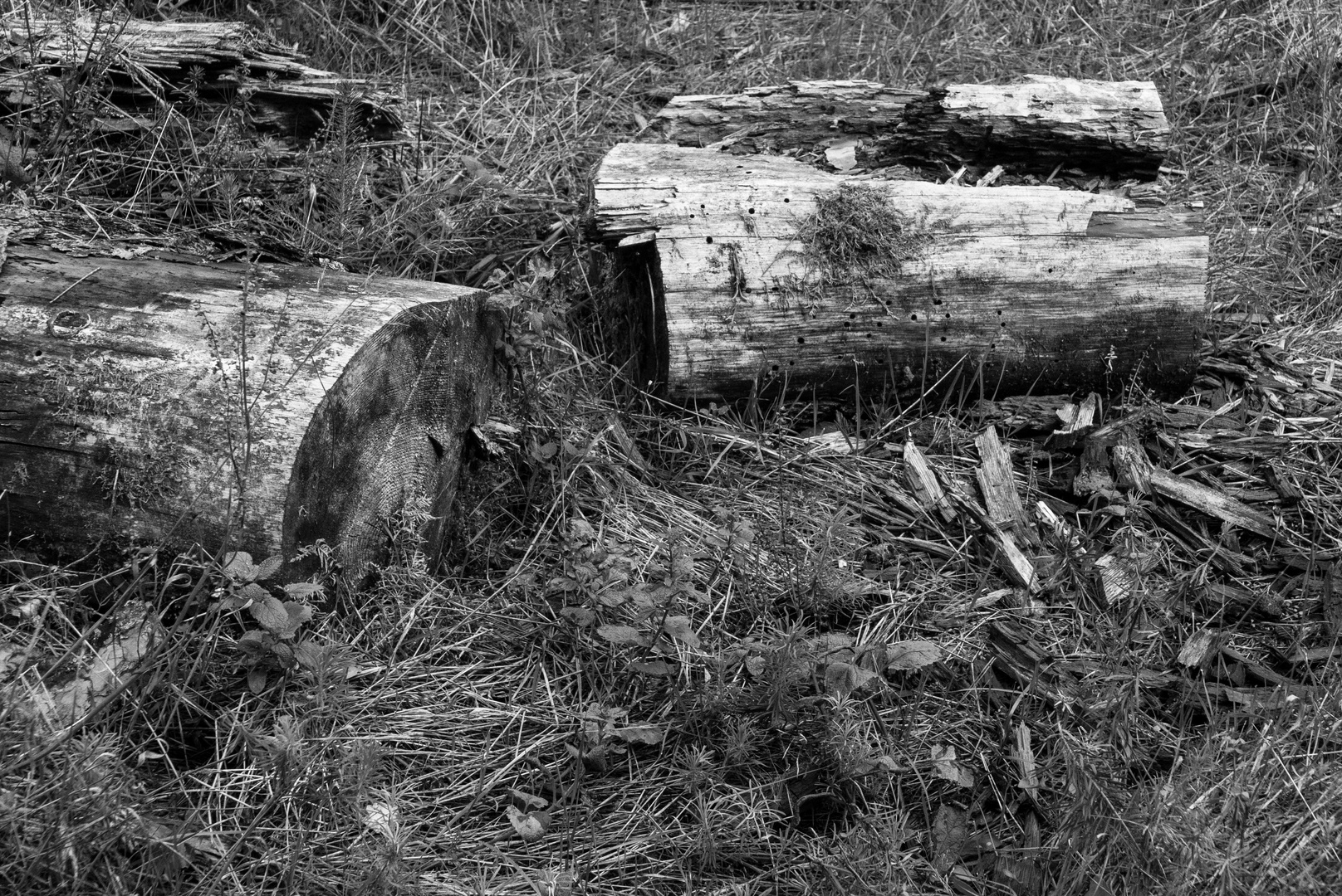 Totes Holz (16)