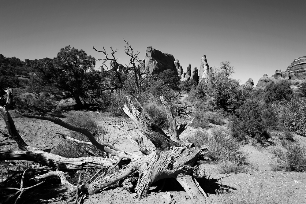 totes Holz im Arches National Park
